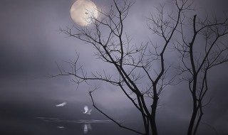 月朦胧鸟朦胧什么意思 月朦胧,鸟朦胧解释