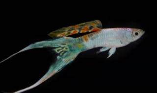 孔雀鱼多久能长大 刚出生的孔雀鱼养多久能长大