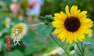 三伏天去湿气的好处 三伏天去湿气有什么好吗