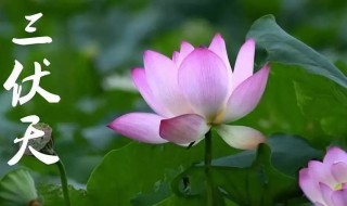 头伏怎么来的 头伏介绍