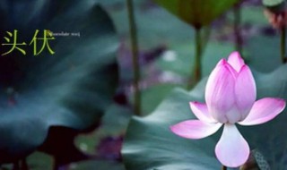 哪一天是头伏 头伏是什么时候