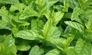 留兰香和薄荷的区别 留兰香和薄荷有何不同