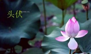 头伏是什么时候 头伏的时间