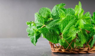 薄荷叶怎么做好吃 薄荷叶的吃法