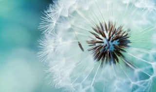 怎样储存蒲公英 蒲公英如何保存