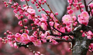 关于梅花的句子 关于梅花的句子简单介绍
