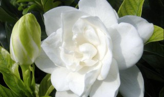 关于栀子花的唯美句子 关于栀子花的唯美句子简单介绍