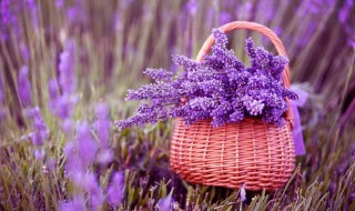 关于薰衣草的唯美句子 关于薰衣草的唯美句子简单介绍