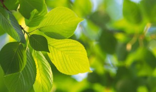 关于绿叶的唯美句子 关于绿叶的唯美句子简单介绍