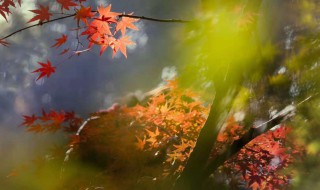 三什么吾什么的成语 三省吾身的故事及译文内容