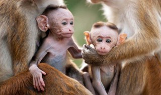 人科有几个属 人科有多少个属