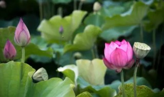 江南可采莲采的是什么 江南可采莲采的是莲子吗