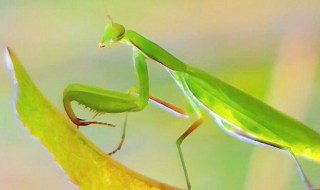 螳螂的资料 螳螂的介绍