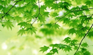 囚绿记课文原文 囚绿记原文内容