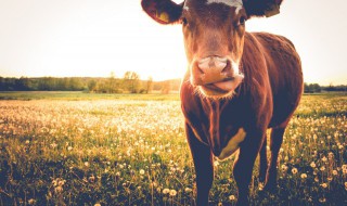 带有牛字的成语及解释 带牛字的成语解释有哪些呢