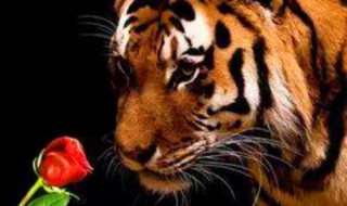 心有猛虎细嗅蔷薇作文是什么意思 心有猛虎细嗅蔷薇释义