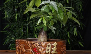 旺宅旺人旺财的植物 旺宅旺人旺财的植物推荐