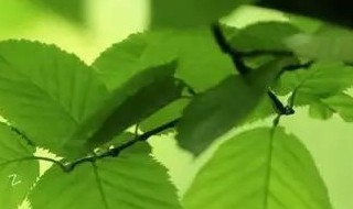 囚绿记全程教案 囚绿记全程的教案