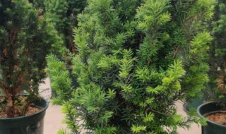 家里种什么树招财又旺宅 家里种哪些树招财又旺宅