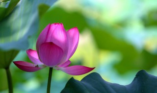 头伏怎么定的 头伏怎么确定