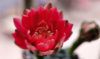 独秀是什么意思 独秀指的是什么