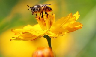 蜜蜂的养殖方法介绍 如何养殖蜜蜂