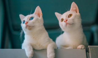 喵喵喵是什么歌 喵喵喵的是什么歌曲