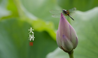 大暑节气的风俗饮食 大暑节气有什么风俗