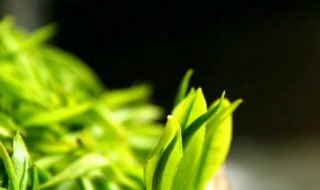 黄金茶是什么茶 黄金茶介绍