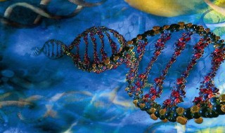 细胞分化的特点 细胞分化的特点是什么