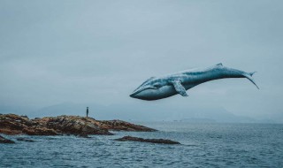 北冥有鱼原文及翻译和注音 北冥有鱼原文及译文欣赏