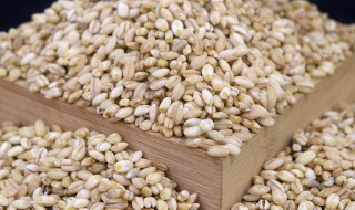 怎样储存种子青稞 青稞种子要怎么储存