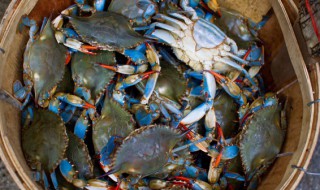 毛蟹怎样储存 如何保存毛蟹