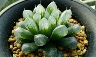 玉露干瘪后的急救方法 玉露干瘪后的急救方法是什么