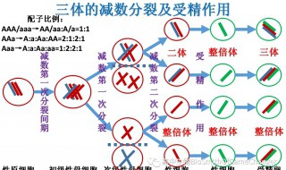 什么是配子 配子是什么
