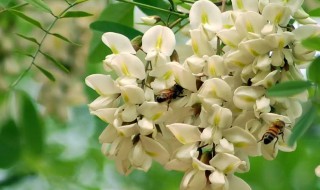 洋槐花的储存方法 如何保存洋槐花