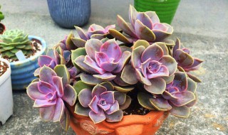 紫珍珠养殖方法注意 紫珍珠养殖方法及注意事项