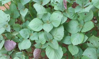 紫苏的养殖方法 紫苏的养殖方法及注意事项