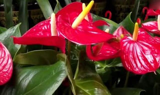 红掌的水养殖方法 关于红掌的水养殖方法