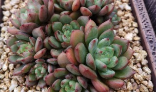 青苹果多肉养殖方法 青苹果多肉养殖方法及注意事项