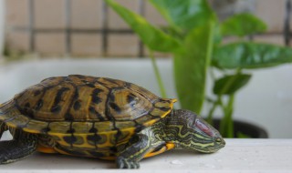 关于巴西龟的资料 关于巴西龟的资料介绍