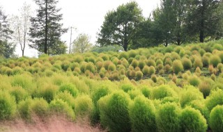 地肤的种植方法 地肤种植方法