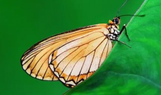 新鸳鸯蝴蝶梦歌词含义 新鸳鸯蝴蝶梦歌词有何含义