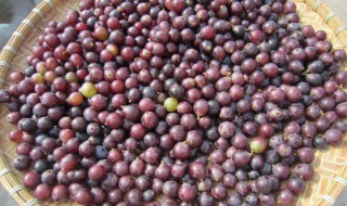 家常葡萄酒的酿制方法 在家怎么酿葡萄酒