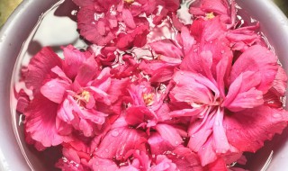 木槿花怎么做好吃 美味的木槿花怎么做好吃