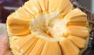 剥菠萝蜜的技巧方法 剥菠萝蜜的技巧方法简单介绍