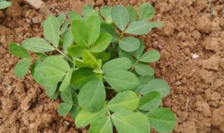 花生黄叶病的防治方法 花生为什么会得黄叶病