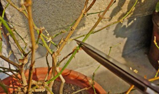 茉莉花的修剪方法 茉莉花的修剪方法介绍
