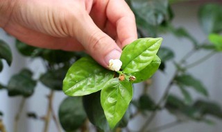 茉莉花的繁殖方法 关于茉莉花的繁殖方法