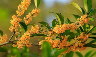 桂花水插方法 教你桂花水插方法